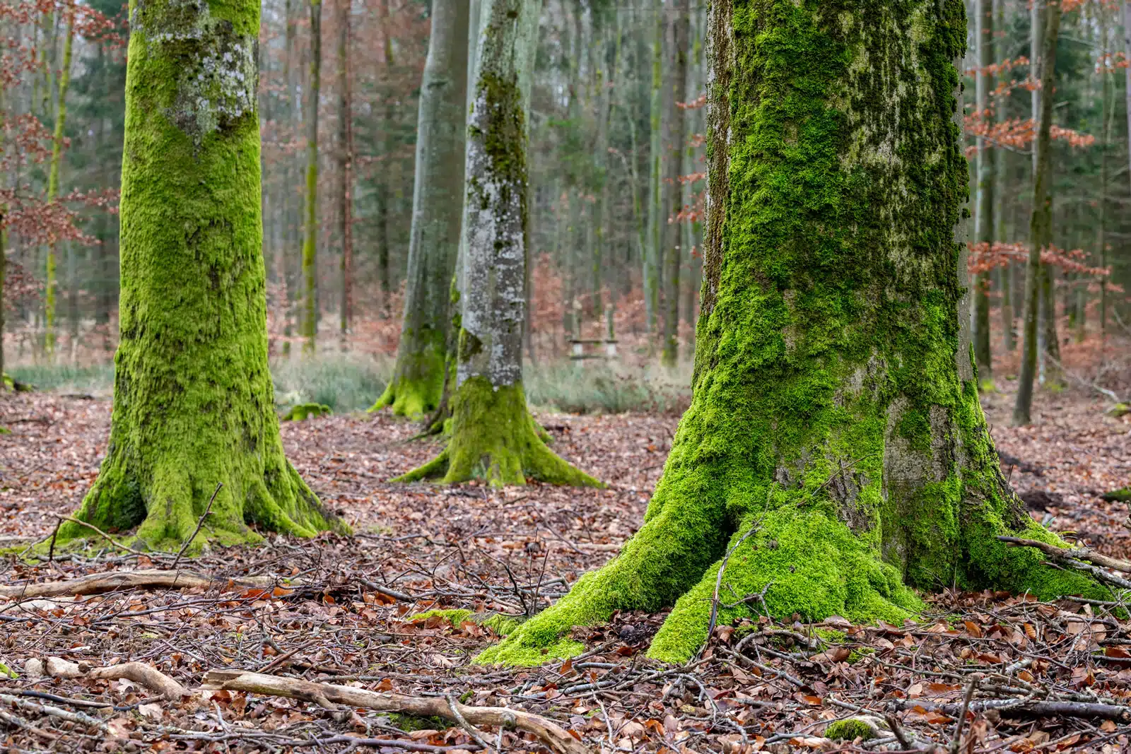 Moss covered trees in a forest. Using the SEEA for effective environmental policy