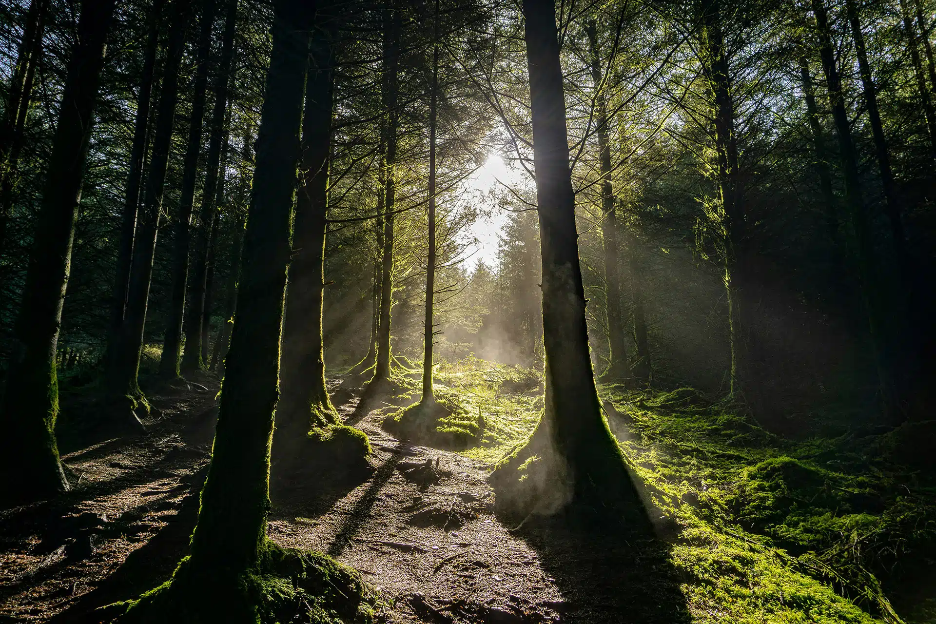 Sunlight shining through a forest for the vital link between ecosystem services and condition