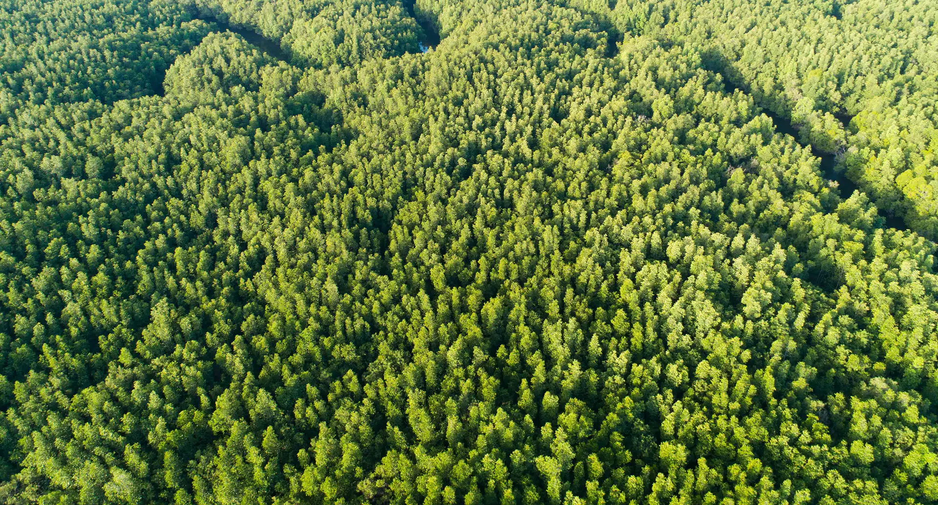 Abundant forest. Tracking environmental progress with the SEEA