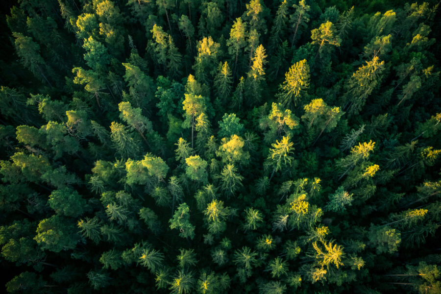 A birds-eye view of a forest for the European Forest Account Handbook 2024 edition