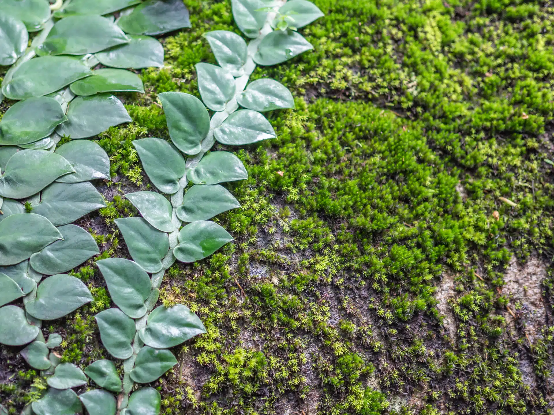 A creeper grows across a mossy rock. Get ready for COP15