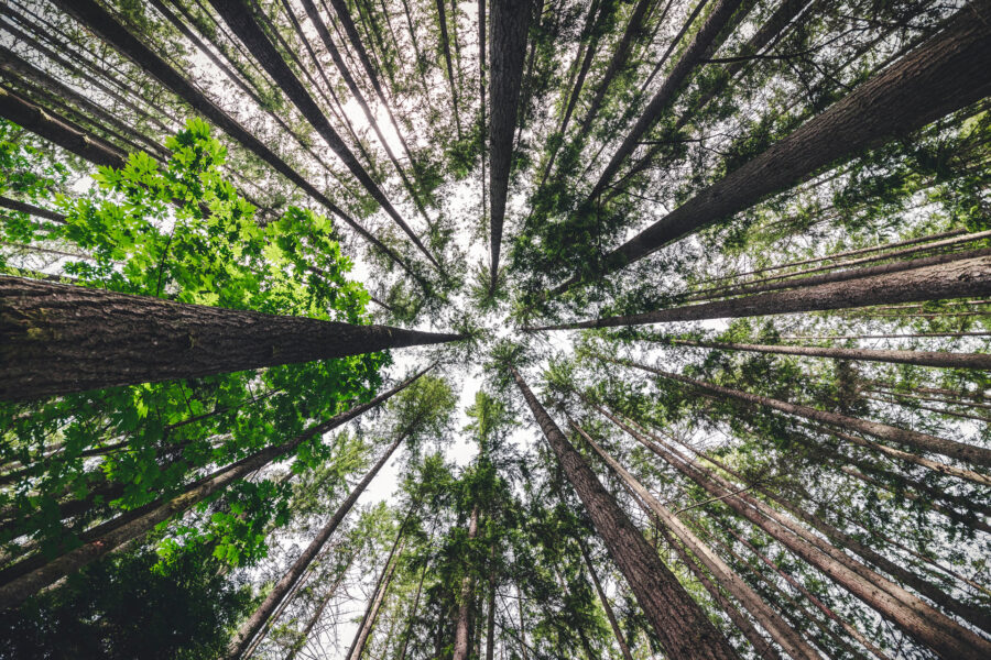 Looking up to the sky in a forest of trees