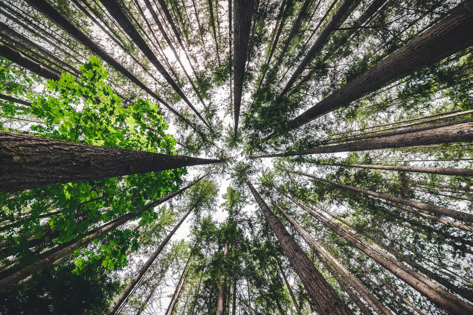 Looking up to the sky in a forest of trees. Is growth obsolete? An important discussion