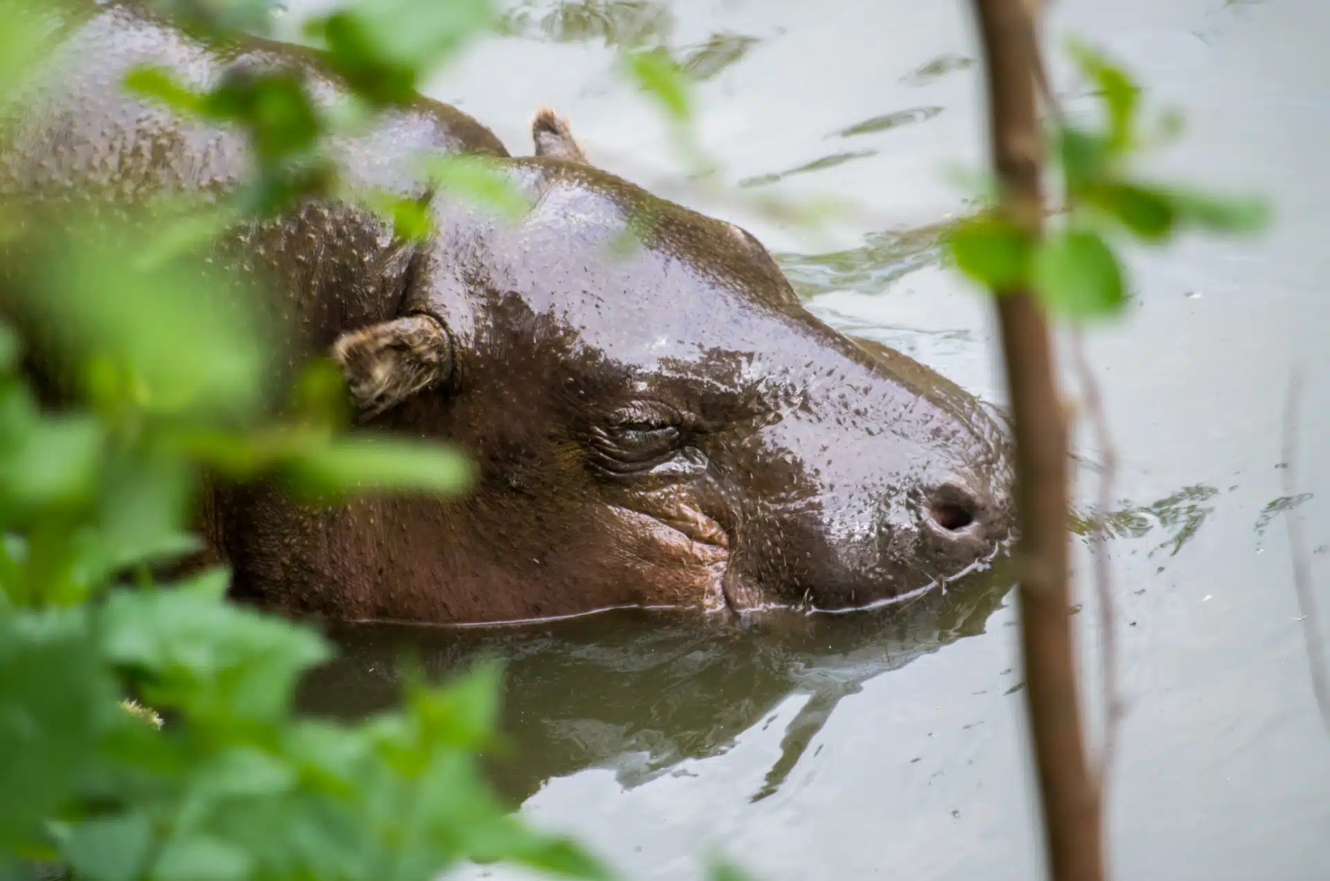 Pigmy hippopotamus