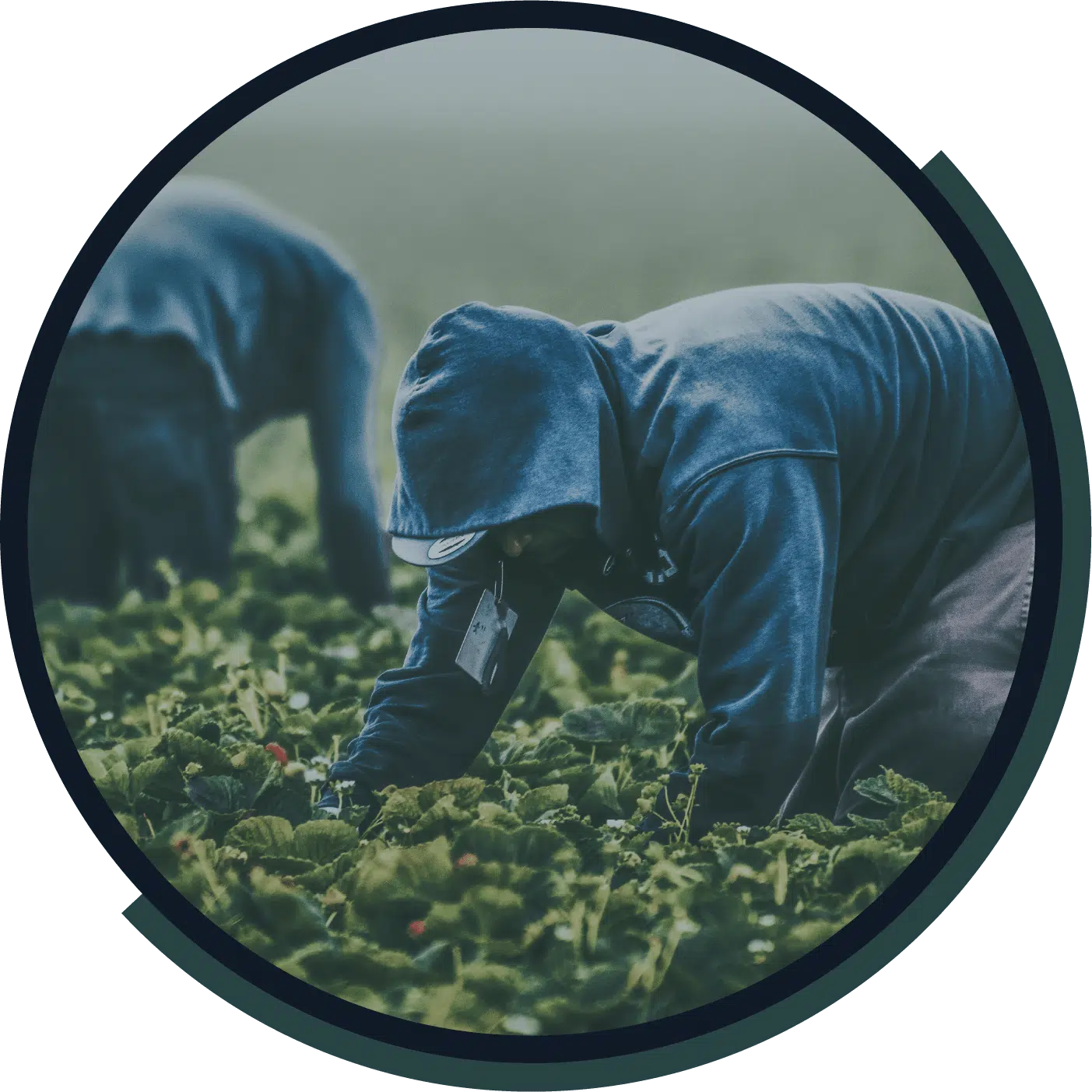 Worker in a dark hooded jacket bending over crops in a field