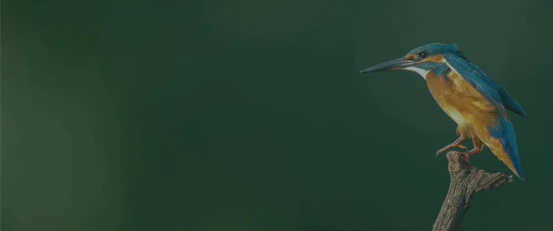 Kingfisher with blue and orange plumage perched against a green background