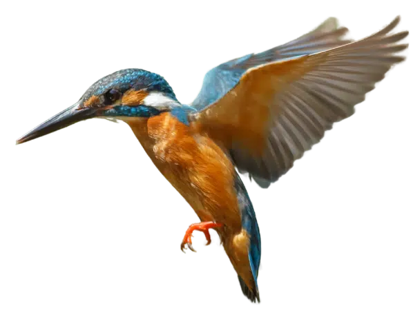 Kingfisher hovering mid-flight with wings raised, showing blue and orange plumage