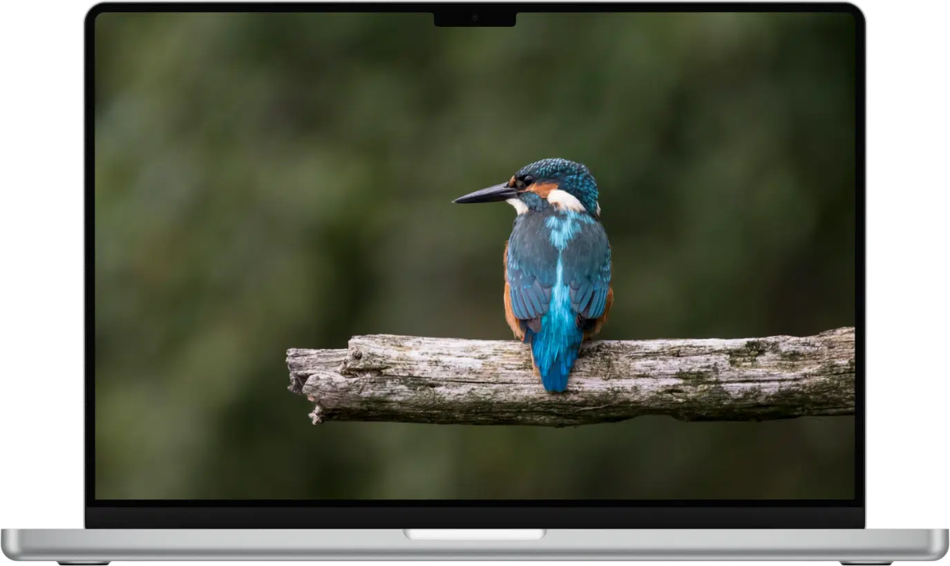 MacBook displaying a vivid blue and orange kingfisher perched on a mossy branch against a blurred green forest background