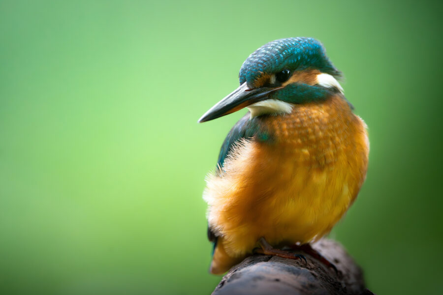 A Kingfisher sitting on a branch for the post about a new advisory committee role for our Director, Carl Obst