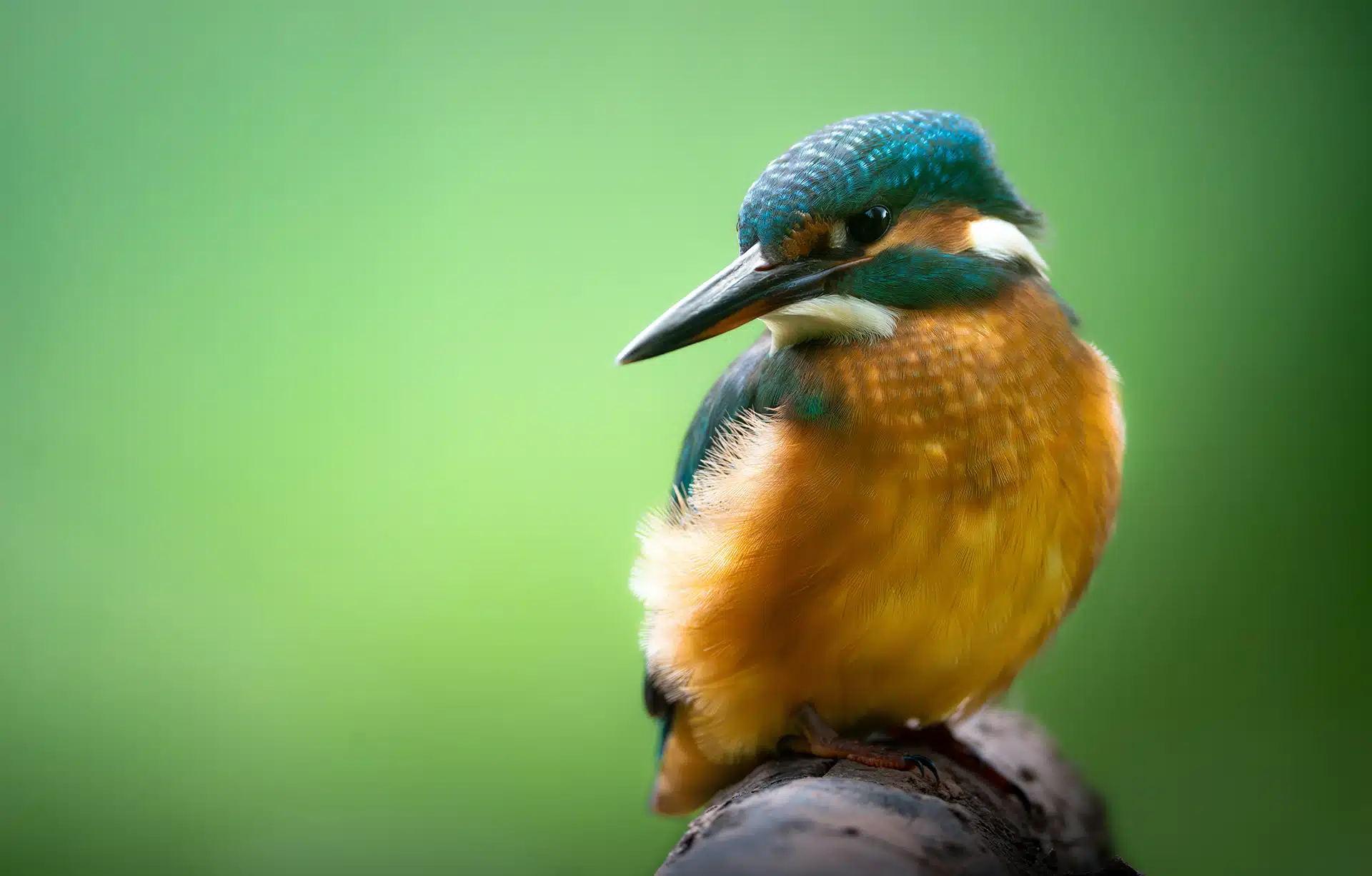 A Kingfisher sitting on a branch for the post about a new advisory committee role for our Director, Carl Obst