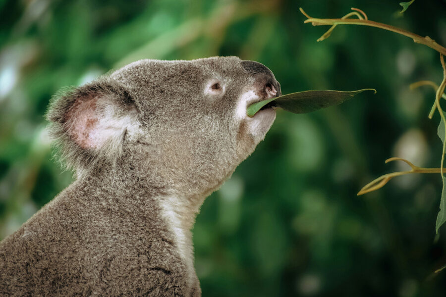 A koala eating eucalyptus leaves for an introduction to natural capital in bite-sized chunks