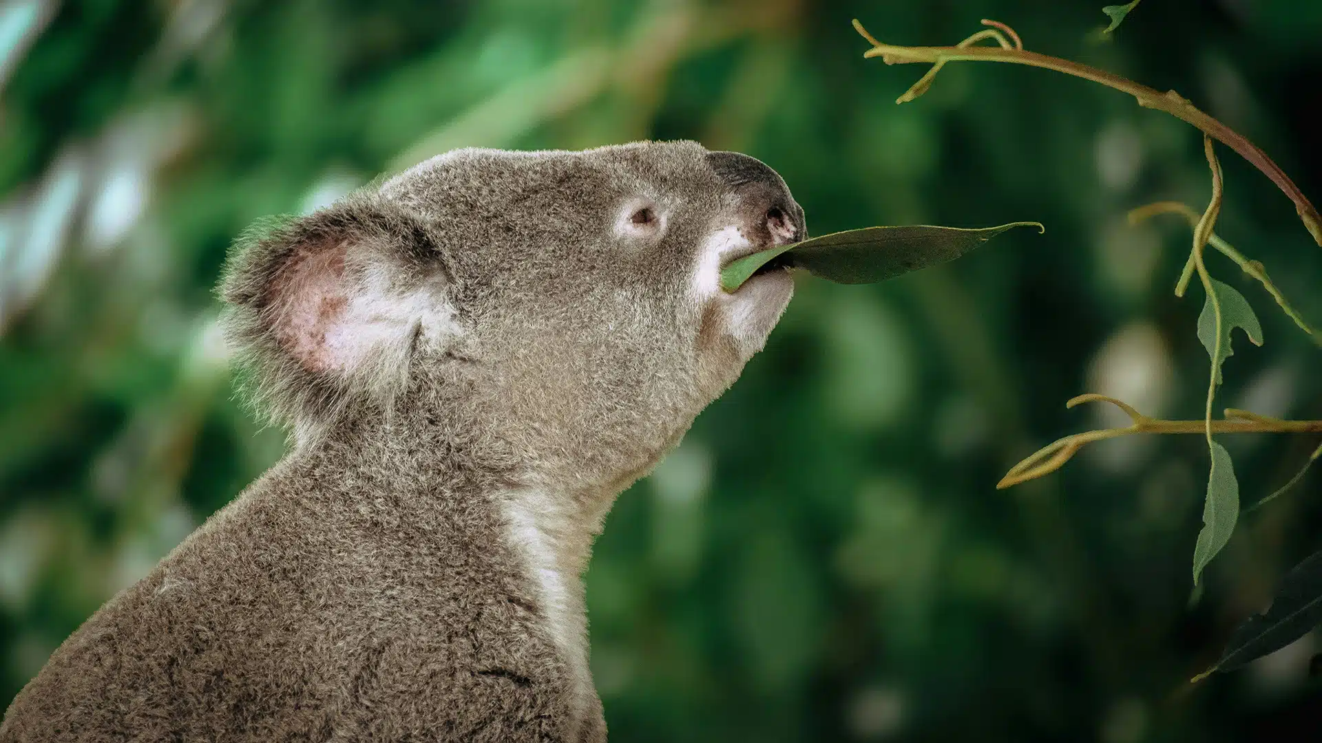 A koala eating eucalyptus leaves for an introduction to natural capital in bite-sized chunks
