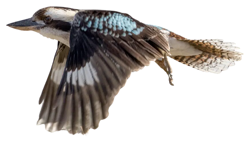 Laughing kookaburra in flight with wings spread
