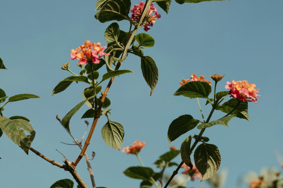 Lantana growing against a blue sky for the post about threatened species