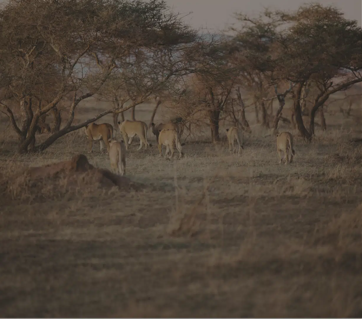 Pride of lions walking through acacia savanna at dusk