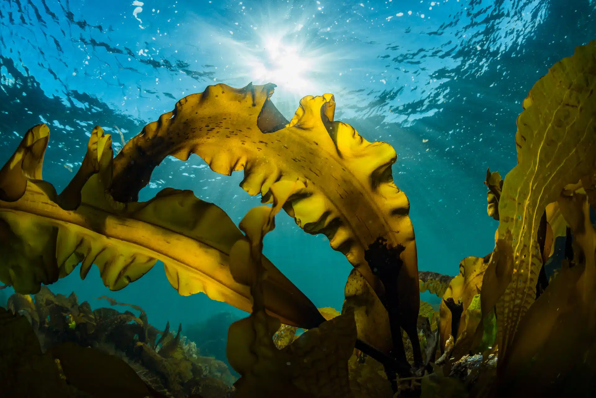 Seaweed underwater with sunlight streaming in. Collecting crucial data from the marine environment