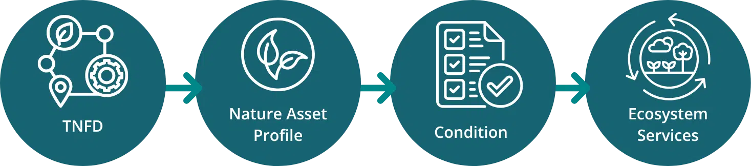 Four-step process for nature asset reports: TNFD, nature asset profile, condition, and ecosystem services