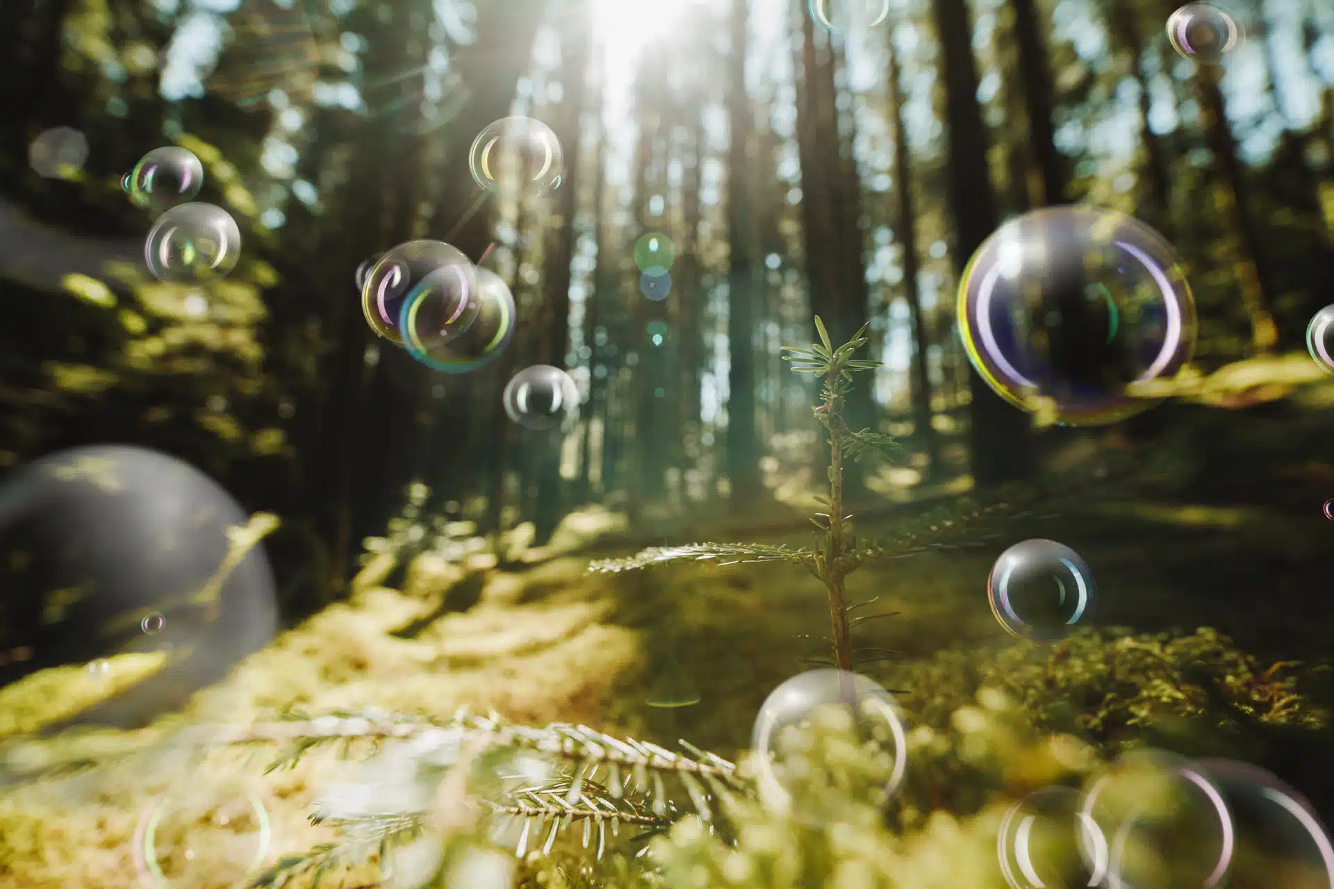 Bubbles floating in a forest. Are we heading into a nature bubble?