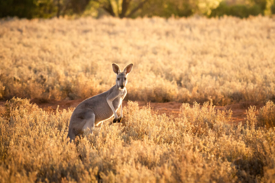 A kangaroo in a field of dry grass