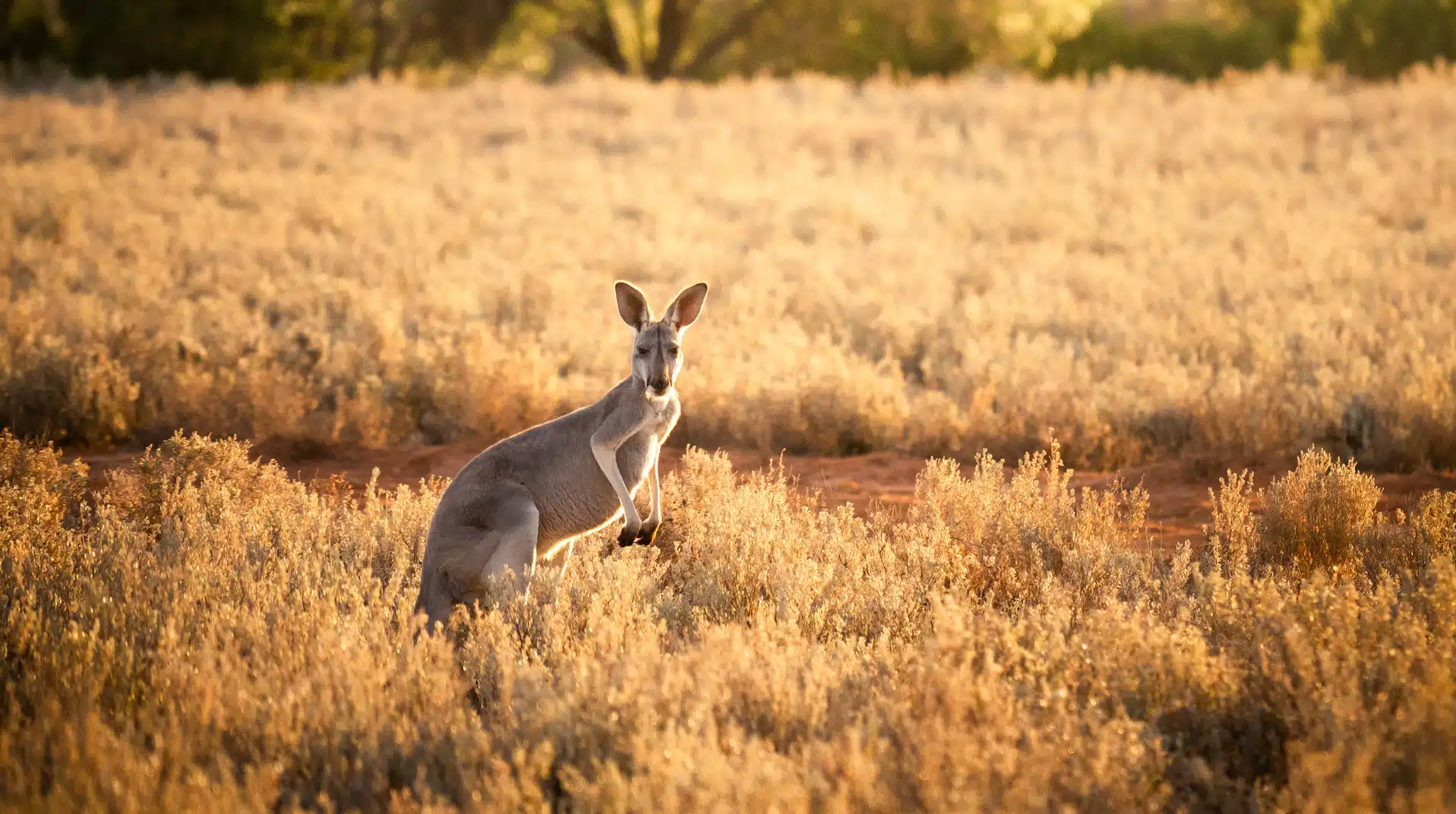 A kangaroo in a field of dry grass. Time is running out to have your say