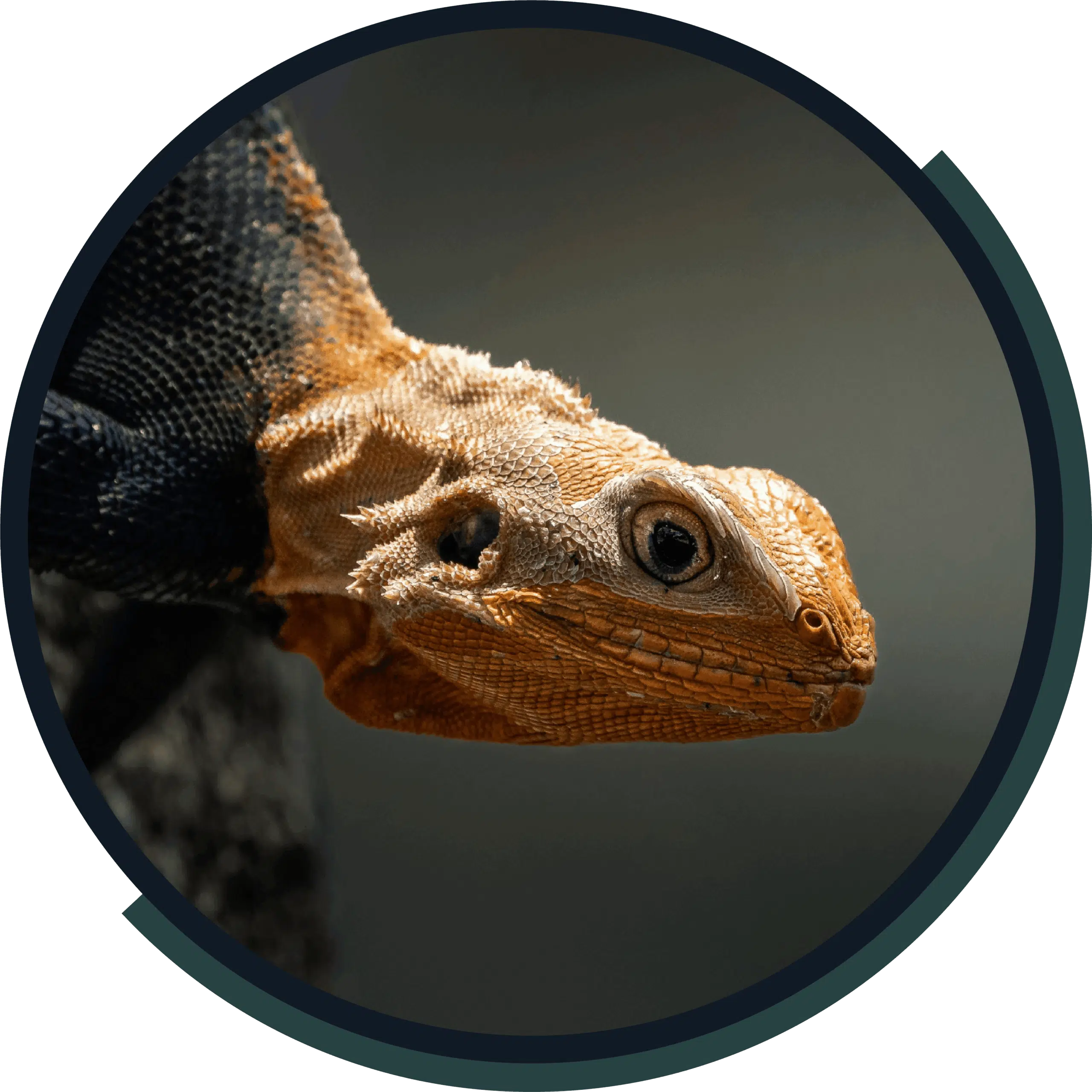 Close-up of an orange-headed lizard with a dark body, seen from above