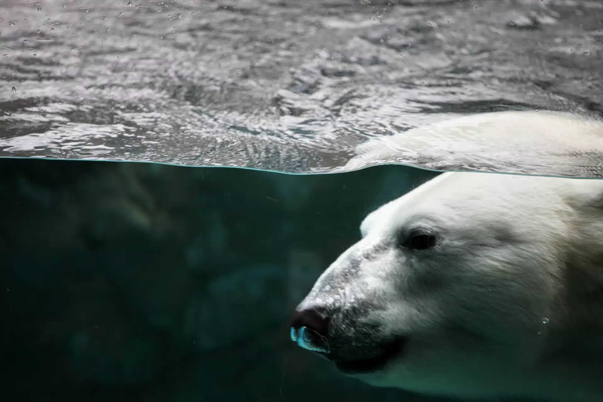 A polar bear swimming. UBS Report: Mainstreaming natural capital