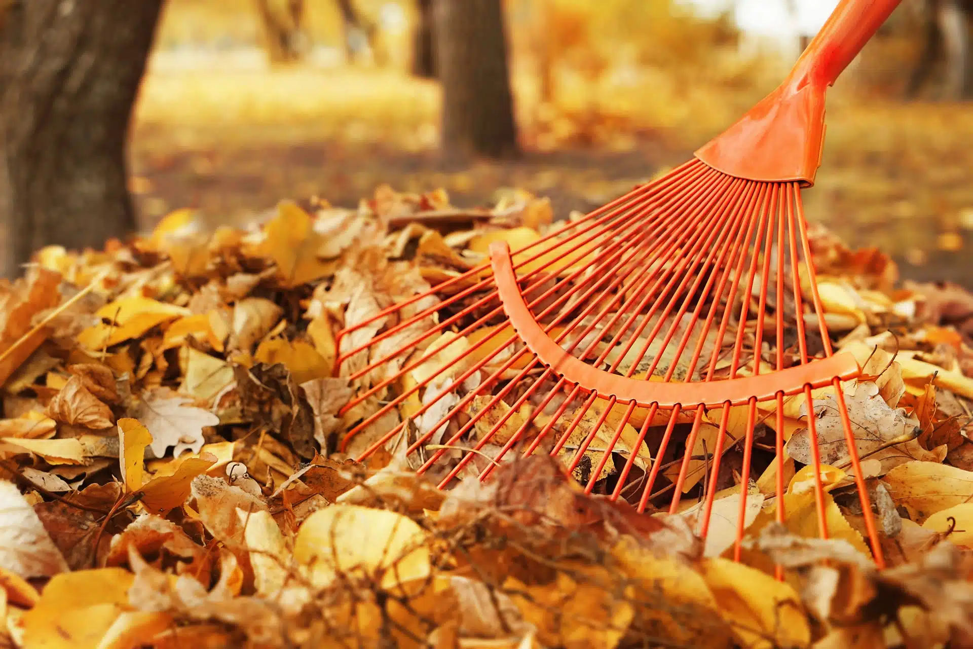 Raking leaves in the garden. Decluttering the natural capital space