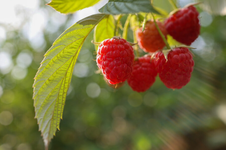 A small bunch of raspberries growing on a plant