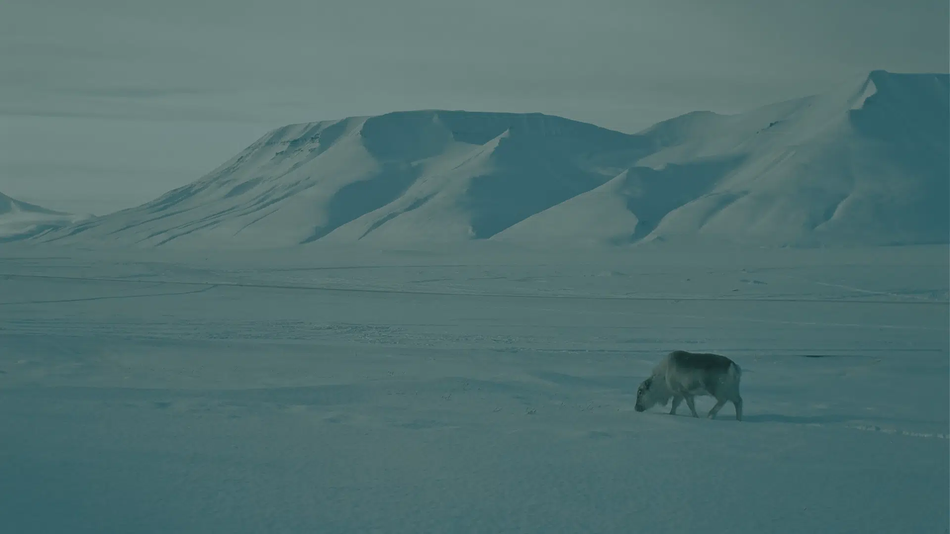 Reindeer walking across a snowy plain with mountains behind