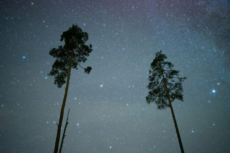 Looking up at two tall trees against the night sky