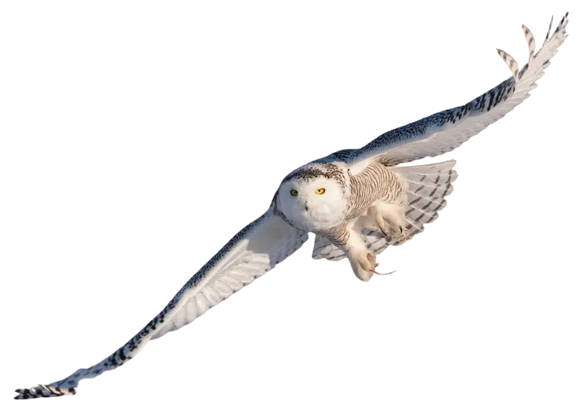 Snowy owl in flight with wings spread wide