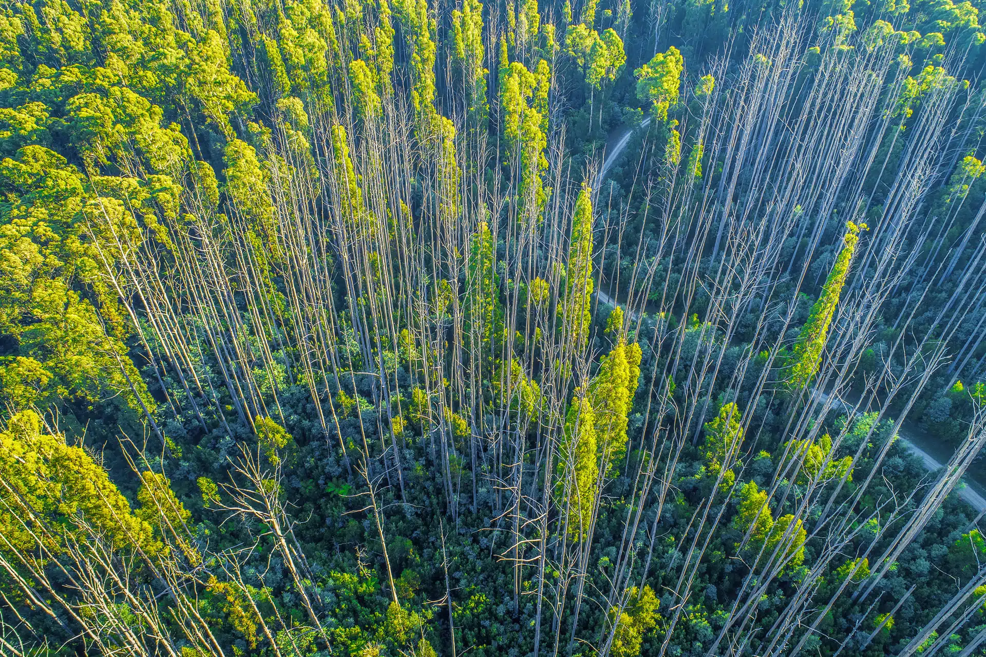 A birds eye view of a forest for How effective is your environmental storytelling?