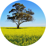 A tree in a canola field