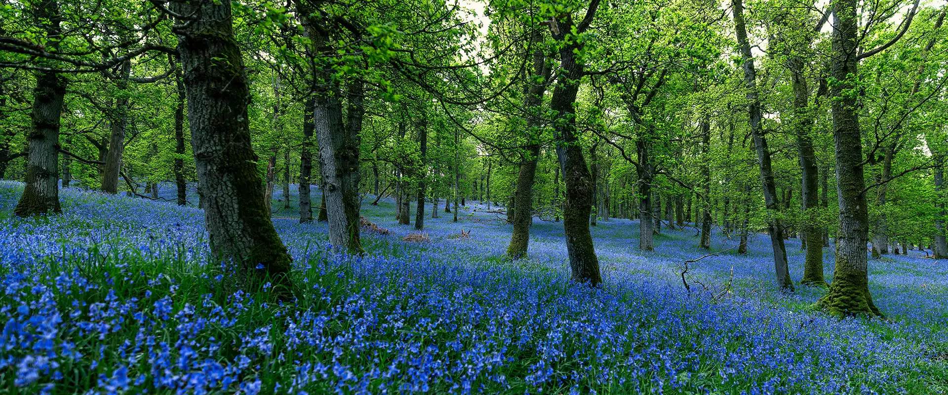 Trees, bluebells, forest for IDEEA Group is a finalist in the Nature Intelligence for Business Grand Challenge