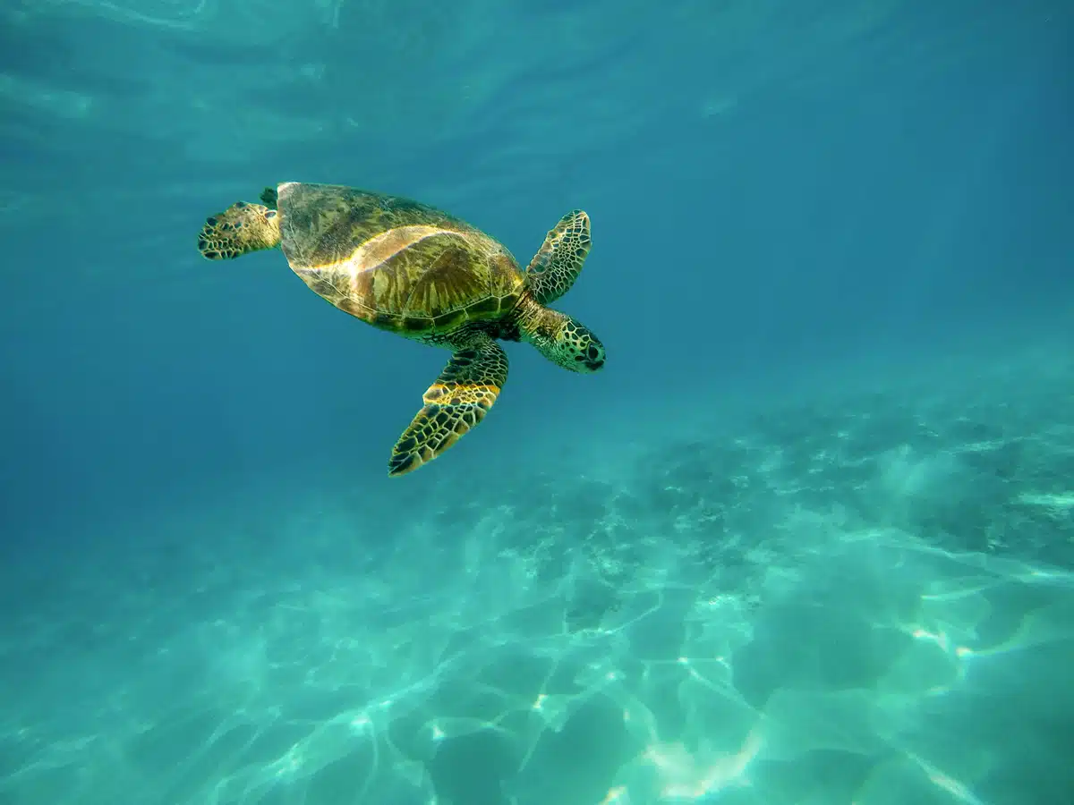 A sea turtle swimming in the ocean. We welcome further government investment in nature