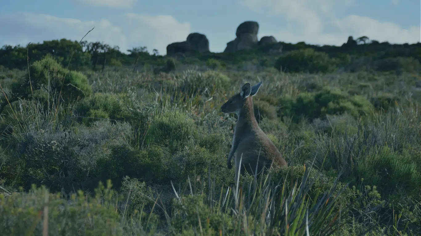 Wallaby standing upright in coastal heathland with granite boulders on the horizon