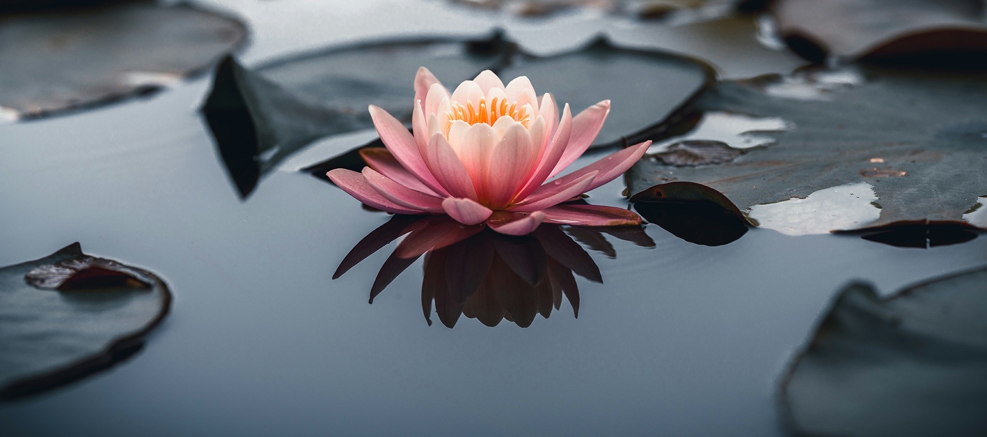 A water lily floating on a pond for analysing the costs and benefits of investing in nature