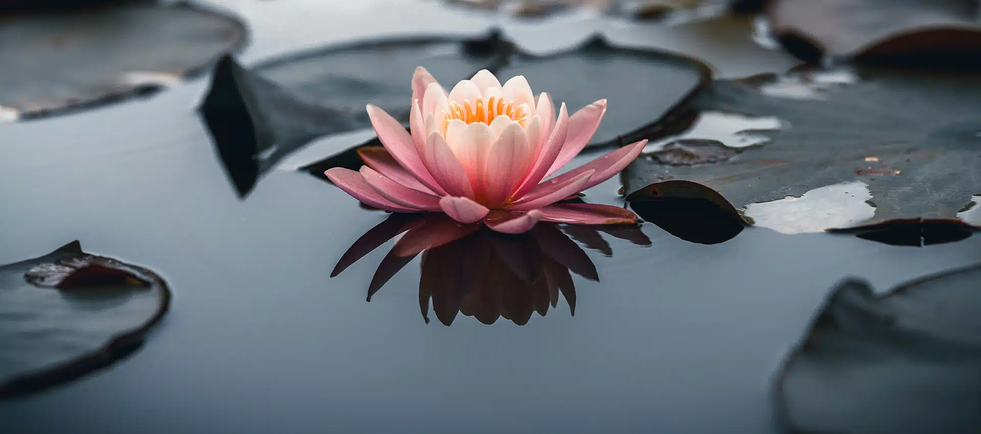 A water lily floating on a pond for analysing the costs and benefits of investing in nature