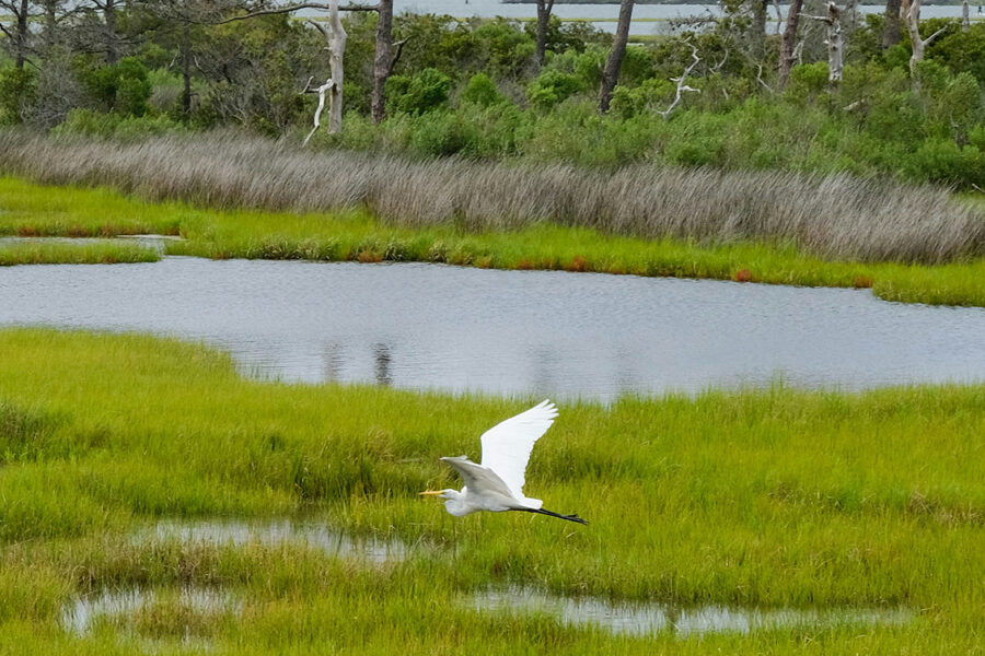A white bird flies over a wetland area.