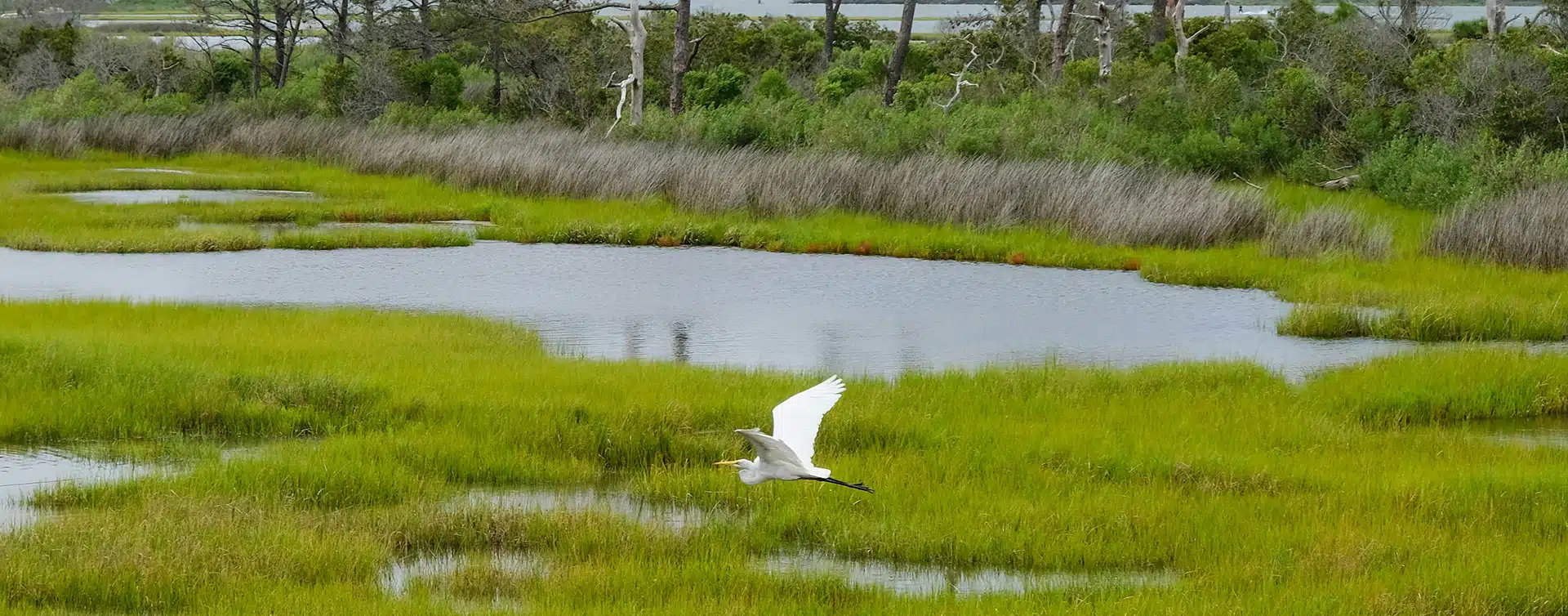 A white bird flies over a wetland area.