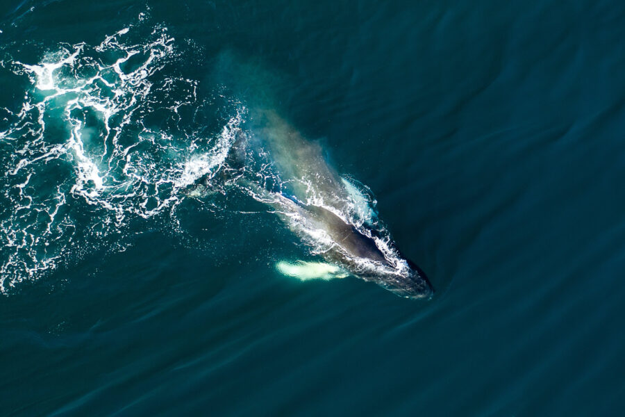 A humpback whale swimming in the ocean