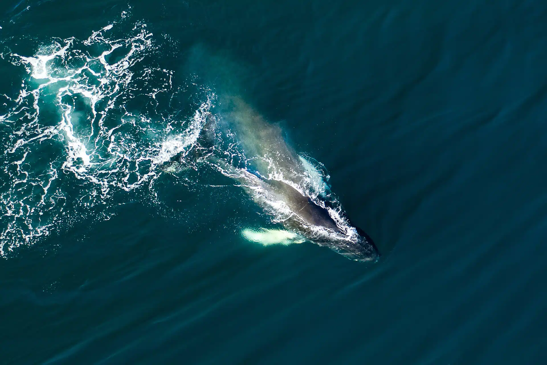 A humpback whale swimming in the ocean. What is the price of a whale?