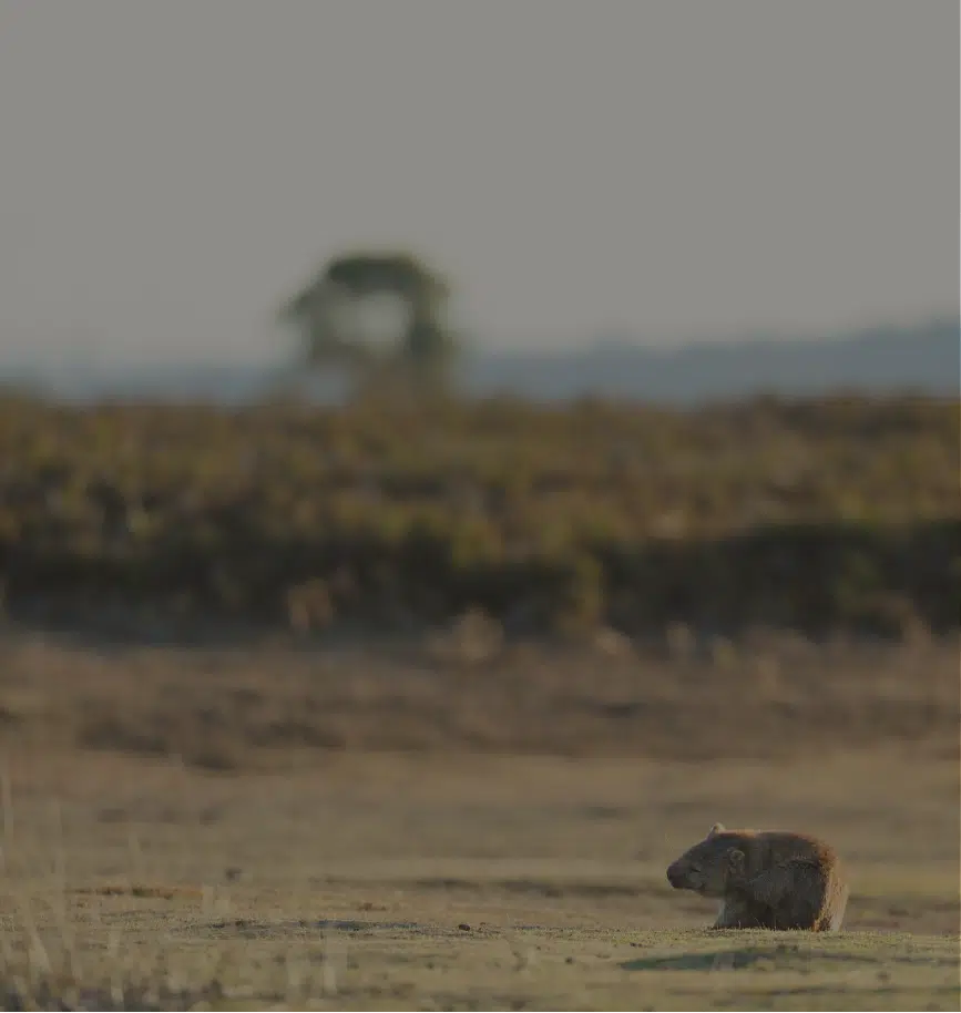 Wombat scratching on dry grassland